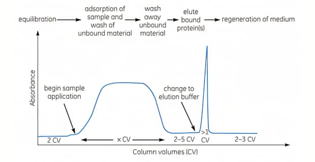 Graph illustrating the key stages of affinity chromatography separation involving bind, wash and elute steps.