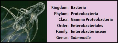 Salmonella Bacteria