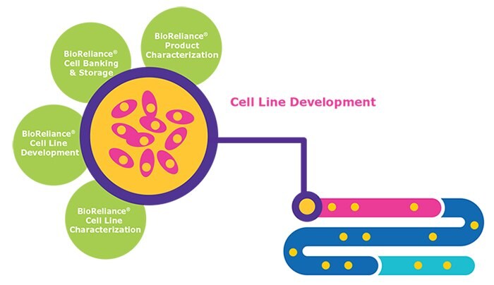 신약 조사 사전 임상 단계의 BioReliance® 세포주 개발 서비스 인포그래픽