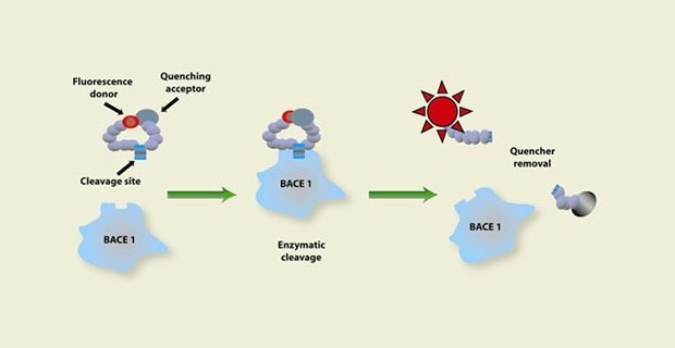 Enzyme Activity Assays