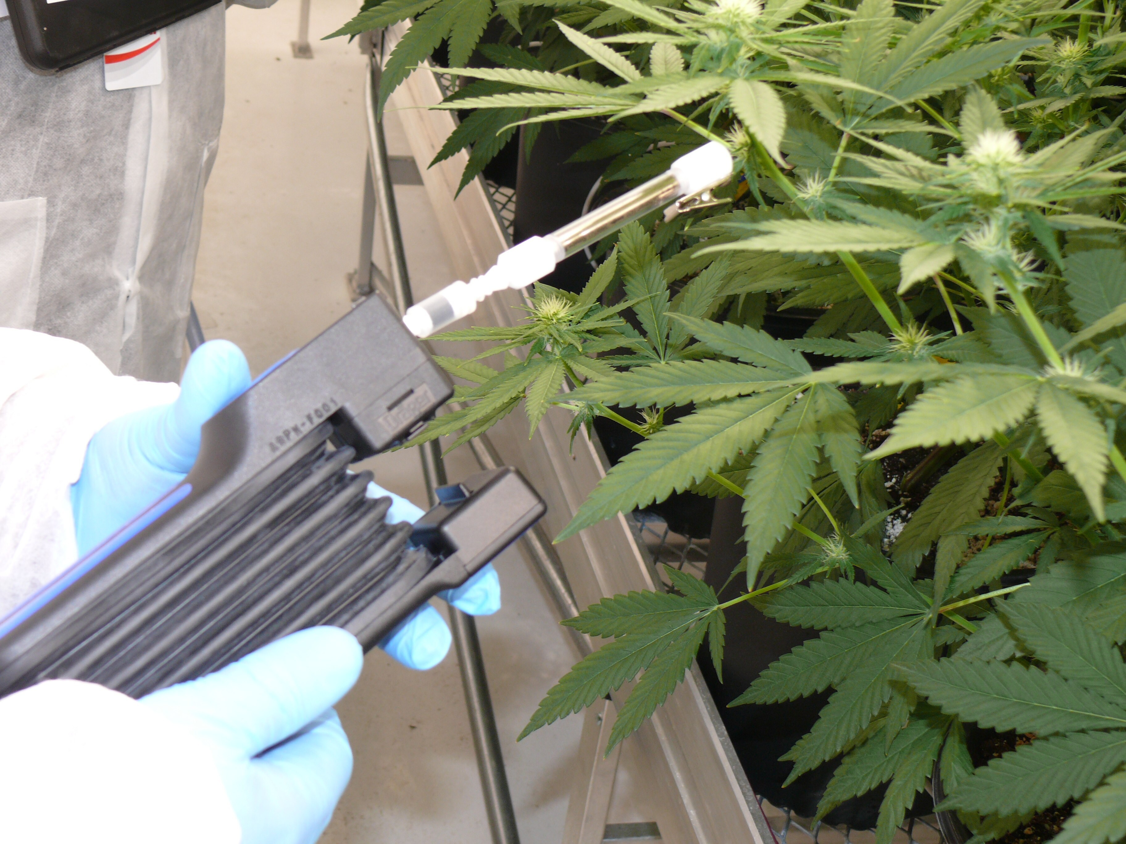 A technician meticulously measures the terpene profile of flowering cannabis plants indoors using glass Carbotrap® T420 TD tubes and a detector tube pump, ensuring precise data collection for greenhouse operations.