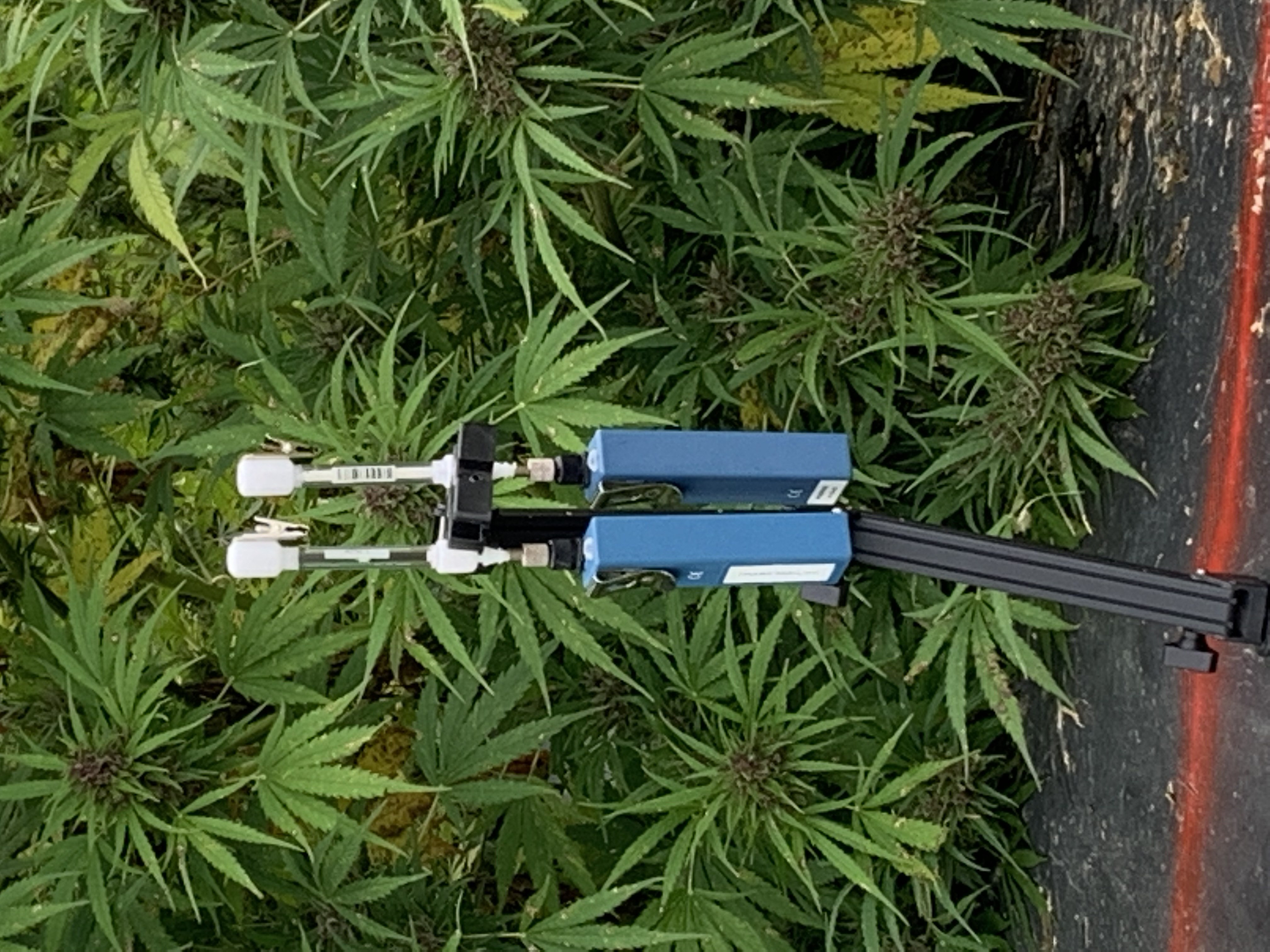 Outdoor setup of Carbotrap® T420 TD tubes and Spectrex PAS-500 Personal Air Sampling pumps amidst a hemp plantation, capturing terpenes for analysis.