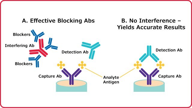 Blocking antibodies neutralize the interfering antibodies present in serum samples resulting in accurate binding of the analyte of interest by the capture and detection antibodies.