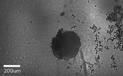 Microscopy image of hepatocytes forming spheroids over 8 days of culturing, showing 