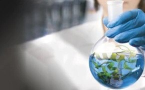 Woman holding round bottom flask with blue liquid and green substances