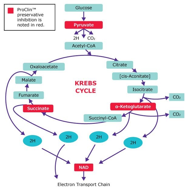 Proclin™ biocide preservative inhibits microbial Krebs cycle in several places