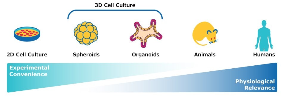 Models for preclinical assessment of monoclonal antibodies, including 2D cell culture, 3D cell culture, organoids, animal models, and studies using human samples.