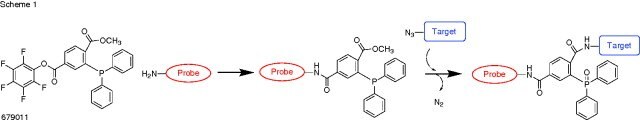 2-(Diphenylphosphino)terephthalic acid 1-methyl 4-pentafluorophenyl diester Staudinger Ligation Probe and Target