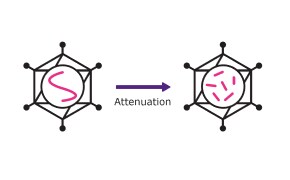 Illustration of vaccine created by live attenuation