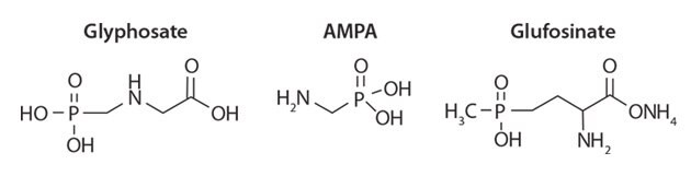 Three chemical structures: Glyphosate on the left, AMPA in the center, and Glufosinate on the right. Each structure is labeled accordingly.