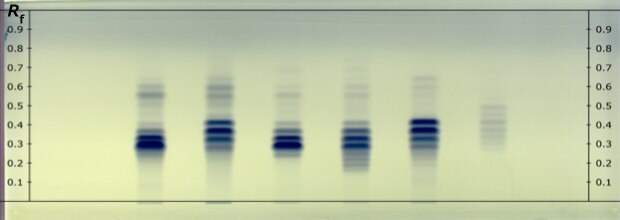 A real developed HPTLC Silica Gel 60 RP18 F254 plate showing blue tracks labeled as 1, 2, 3, 4, 5, and 6 from left to right for different fixed oil samples