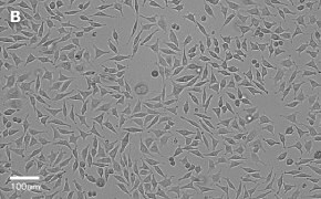 Brightfield imaging of L929 cells on Millicell<sup>®</sup> DCI Digital Cell Imager at 20X magnification