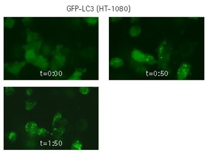 Live cell time-lapse imaging of lentivirally-transduced cells