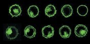 PKH67 in L929 Cells