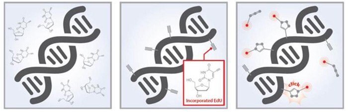 Edu-Click cell proliferation kits