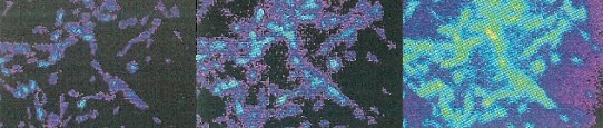 Fluorescence response of cultured, DAF-2 DA loaded smooth aortic rat muscle cells