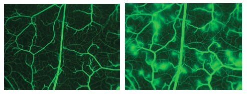 Images taken from cheek pouch after infusion of FITC-dextran 150. The second image shows the leakage of the microvasculature after subjection to histamine. (photo permission of E.Svensjö).