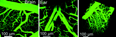 Vascular labelling experiments.