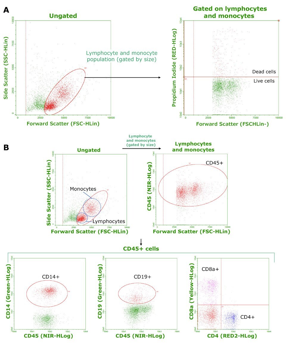 Characterization of cryopreserved PBMCs.