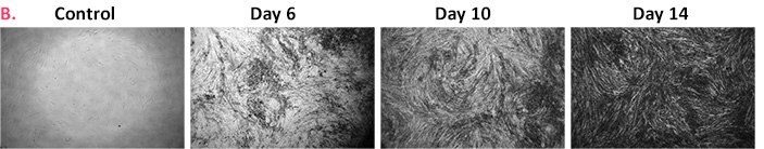 Differentiation of multiple MSC cell lines