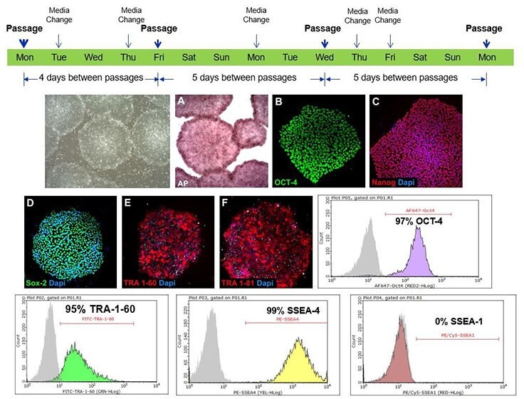 Pluripotent stem cells cultured in PluriSTEM™ media retain pluripotency markers