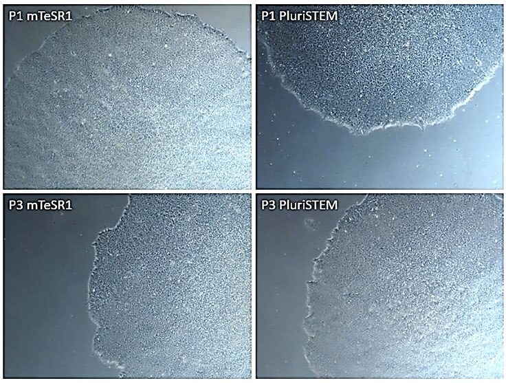 Human iPS cells cultured in PluriSTEM™ media vs. mTeSR1® media