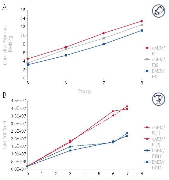 Growth of hMSCs cultured in αMEM supplemented