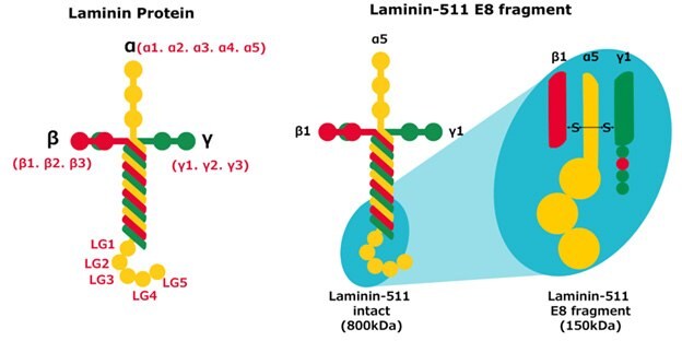 Structure of full length laminin protein, laminin-511 and laminin-511 E8 isoforms.