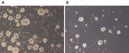 LIF responsiveness of 129SvEv mESCs