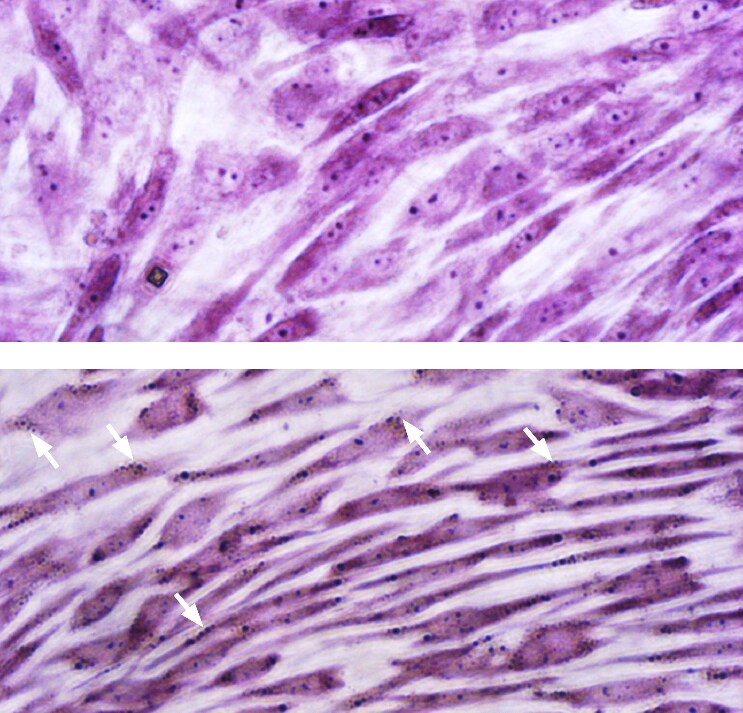 Nissl body staining of hMSC-BM derived neuron-like cells