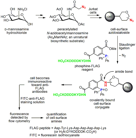 Metabolically generated sialosides allow the modulation of viral infection and interfere with cancer cell metastasis. Bertozzi’s approach is illustrated in the scheme.