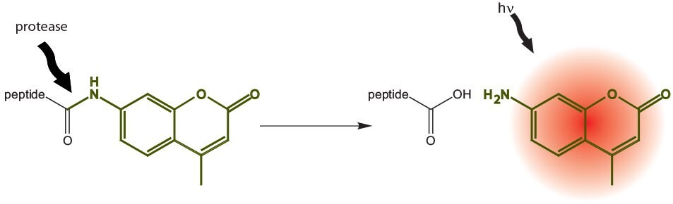 principle-of-amc