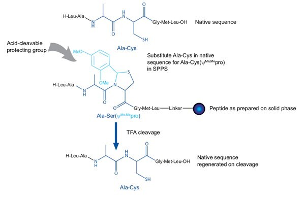 Relationship between peptide sequence and pseudoproline dipeptide