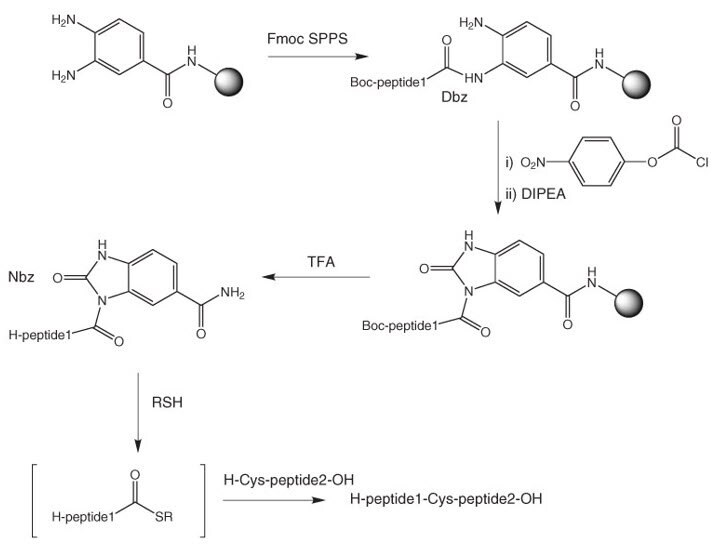 synthesis-peptid-thioesters