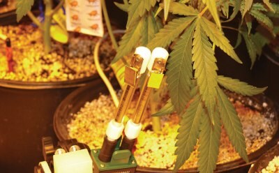 Cannabis plants in a laboratory environment