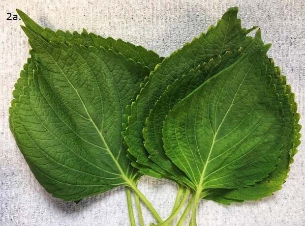 A cluster of fresh Perilla green leaves with serrated edges and a slightly pointed tip, arranged in an overlapping manner.