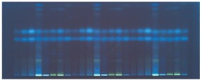 HPTLC Silica gel 60 F254s plate visualized under UV 366 nm for ascorbic and dehydroascorbic acid.