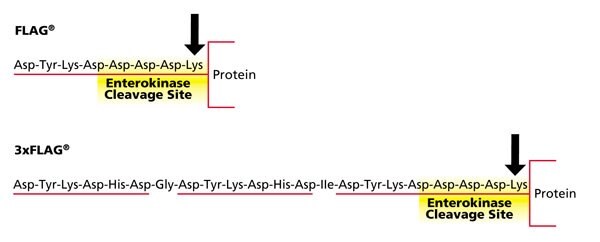 Flag and 3xFlag Amino ACis