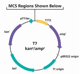 Kanamycin gene and ampicillin gene for greater selection flexibility in E. coli