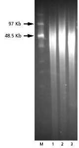 GenElute Bacterial Genomic PFGE