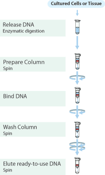 For purification of genomic DNA from a variety of cultured bacteria