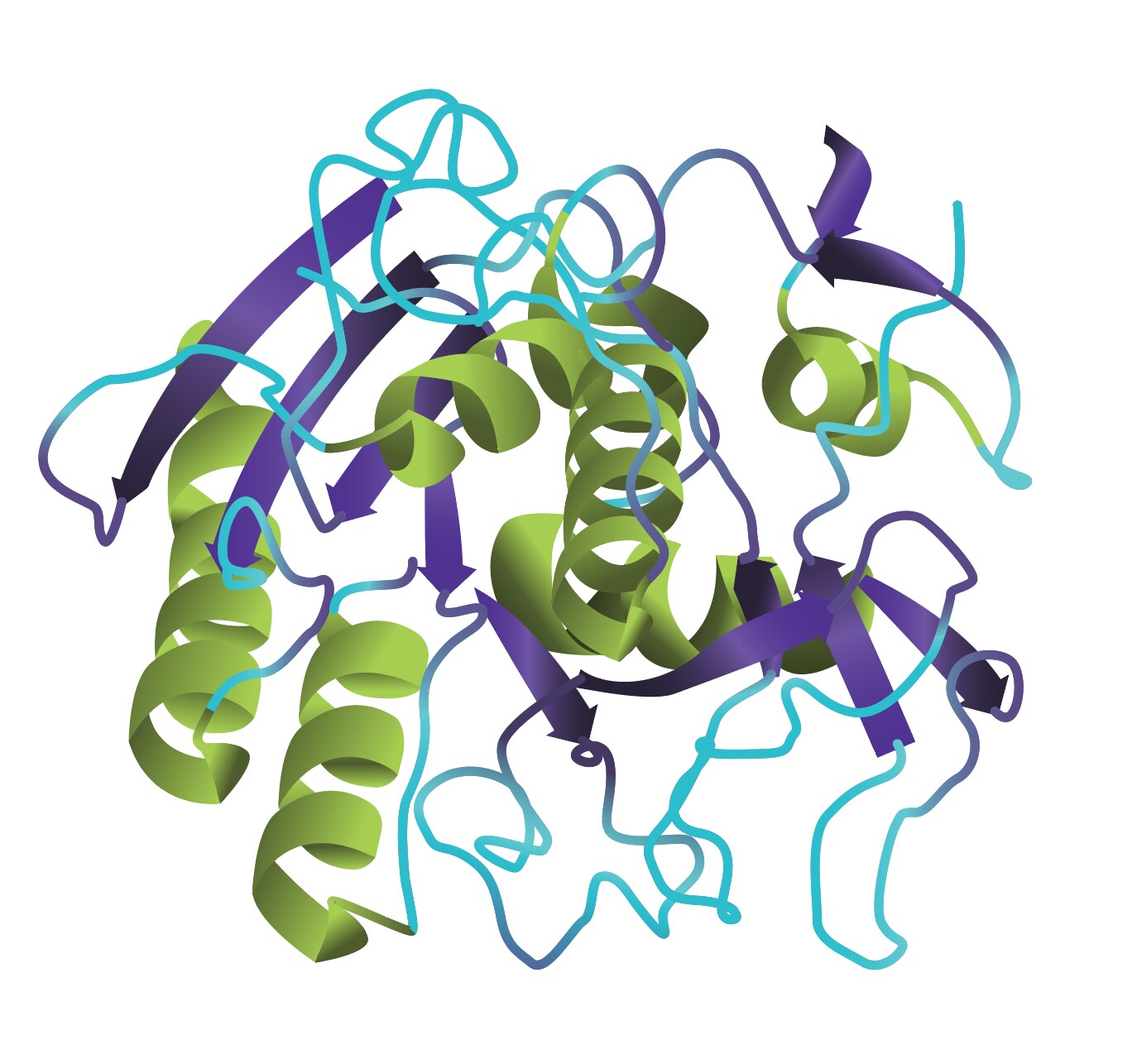 The 3D ribbon structure of proteinase K showing alpha helices in green, beta sheets in purple, and other aa stretches in blue