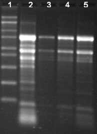 Total RNA Isolation from different tissue types of papaya using the Spectrum™ Total RNA kit