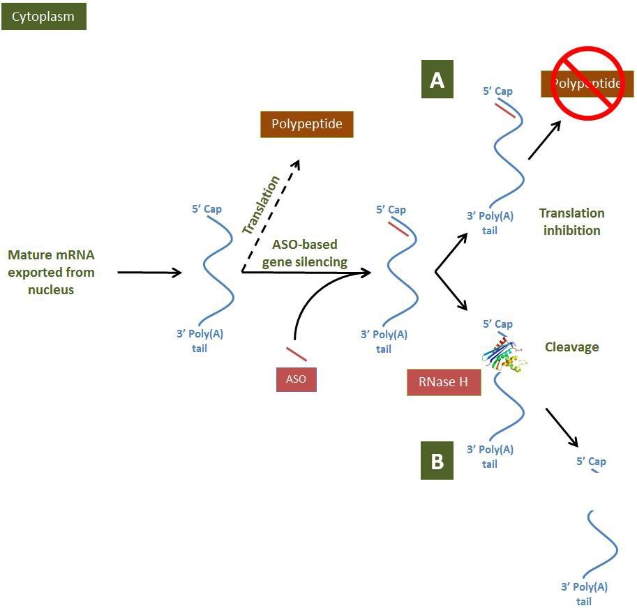 ASO-based gene modulation mechanisms in the cytoplasm