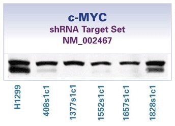 c-MYC shRNA Target Set