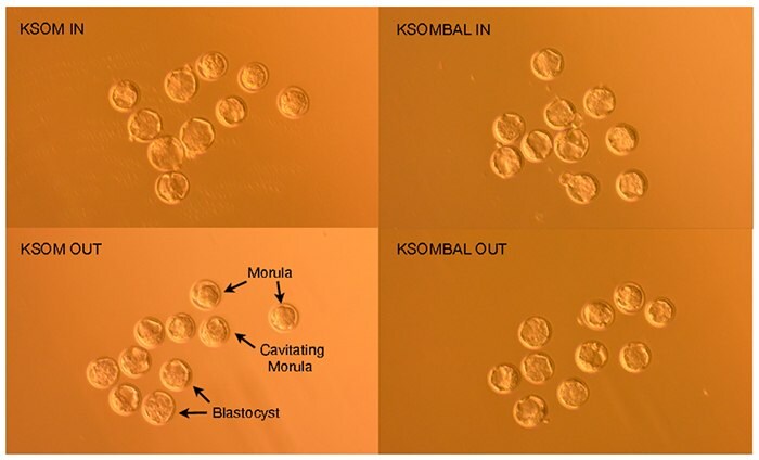 FVB/N embryos 96 hours post-hCG induction of ovulation demonstrate morula, cavitating morula and blastocyst developmental stages.