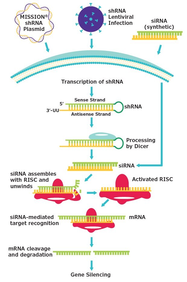 RNAi mechanism using shRNA. shRNA is cleaved by Dicer to generate siRNA which is recognized by RISC to mediate cleavage of the target mRNA leading to gene silencing.