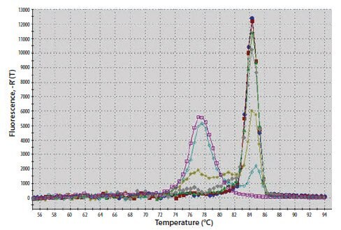 An examination of the melt curve profile reveals that the samples of lower concentration