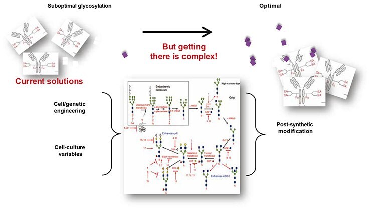 Poor glycosylation compromises the safety, pharmacokinetics and activity of biologic drugs.