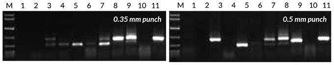 Results obtained with direct PCR